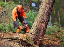 Reliable Fairfax, VA Tree Care Services Solutions